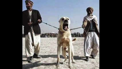 Kangal vs Caucasian Ovcharka