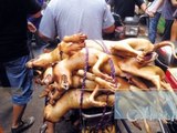 China’s Yulin Dog and Cat Meat Eating Festival SAY NO TO DOG MEAT