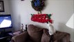 Funny Kittens. Getting ready for Christmas