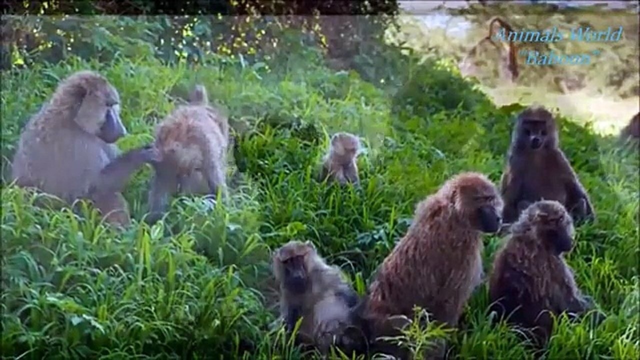 Baboon | Animals Documentary For Kids - video Dailymotion