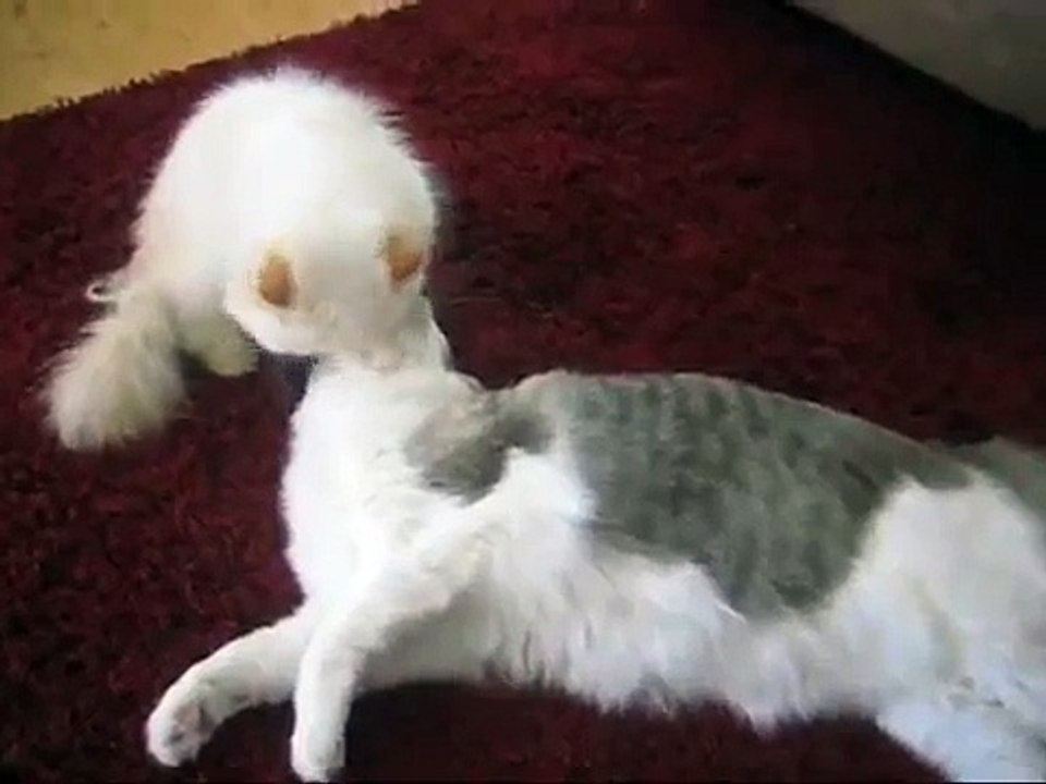 Cat Grooming