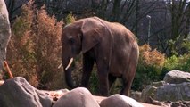 Happy elephants - documentary animal and nature- videos animal elephants