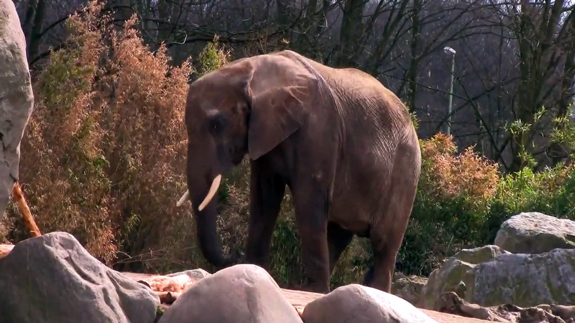 ⁣Happy elephants - documentary animal and nature- videos animal elephants