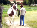 Dressage classique et chevaux ibériques, vacances chez tonton et tata, août 2012