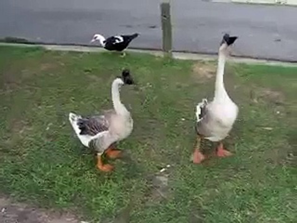 Hissy Fit