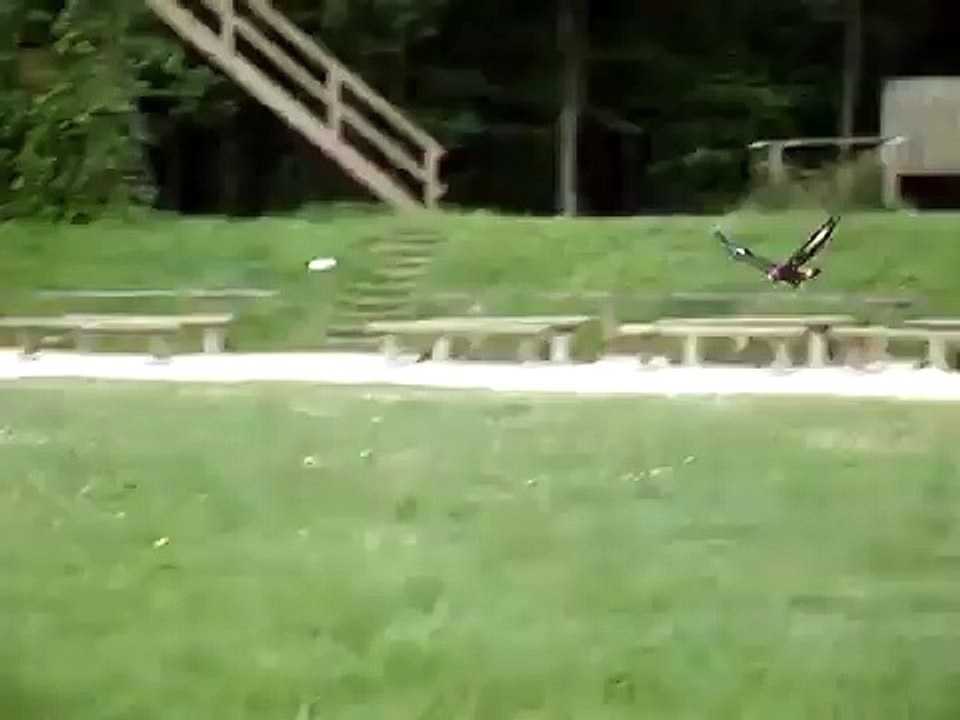 Espace Rambouillet (78) / AIgle royal