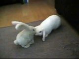 Very Funny Rabbit / Очень смешной кролик