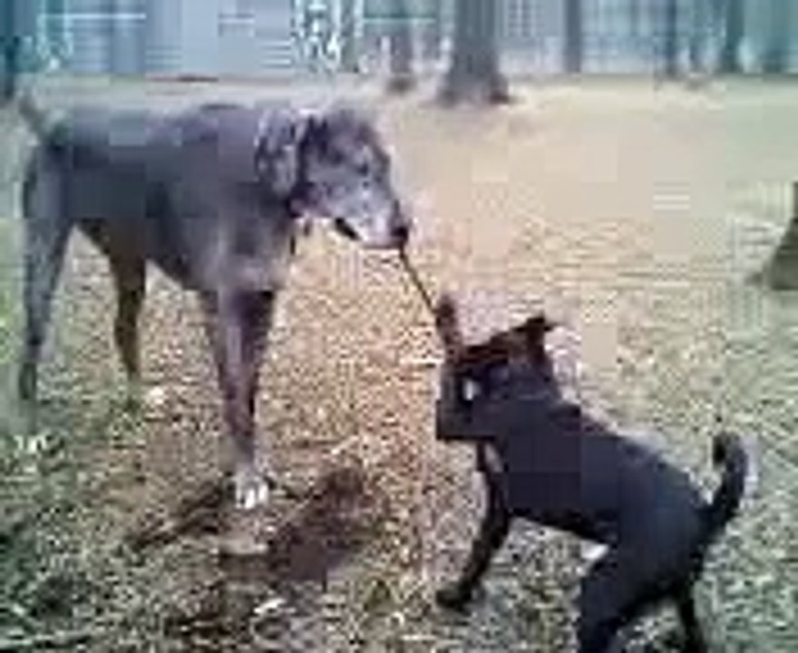 Huckleberry vs. Irish Wolfhound