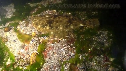 Scaring flatfish underwater with PHAD-8 (night snorkeling in Connemara, Ireland)