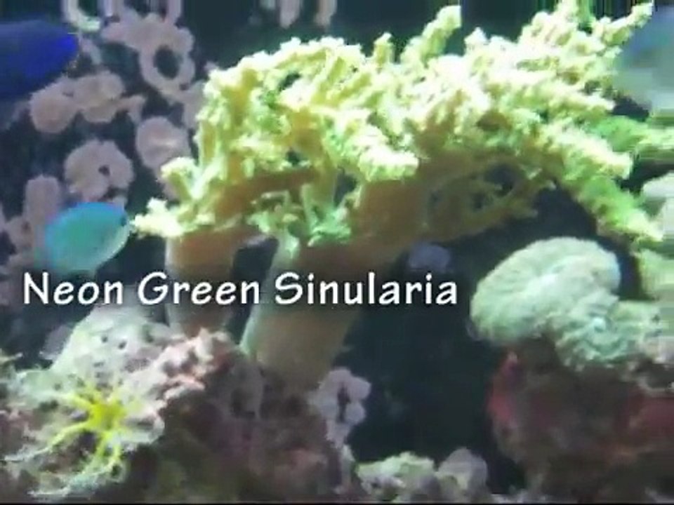 Our 55Gallon Reef tank I'll Try and name the corals & fish for you :)