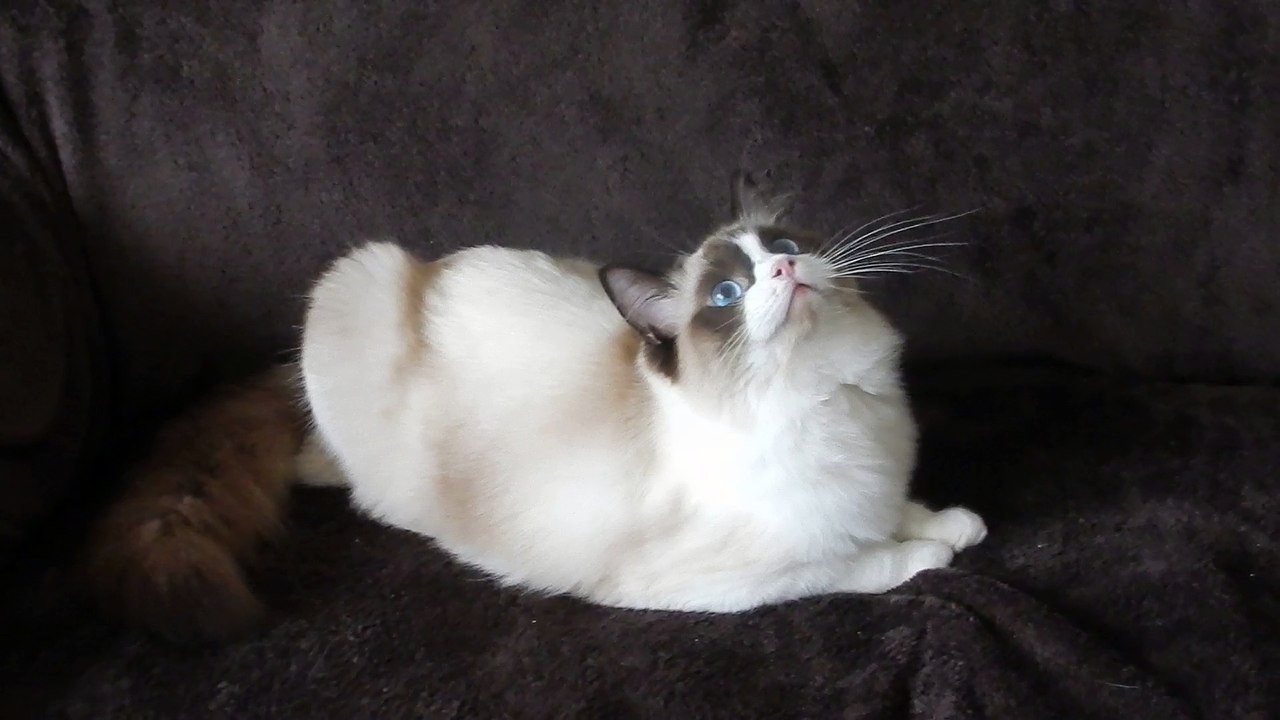 JINKIE ET SES YEUX BLEUS