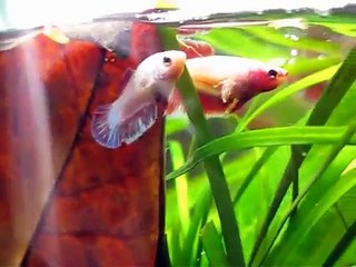 Females in the Betta Sorority Tank (Halfmoons Giants Angels)