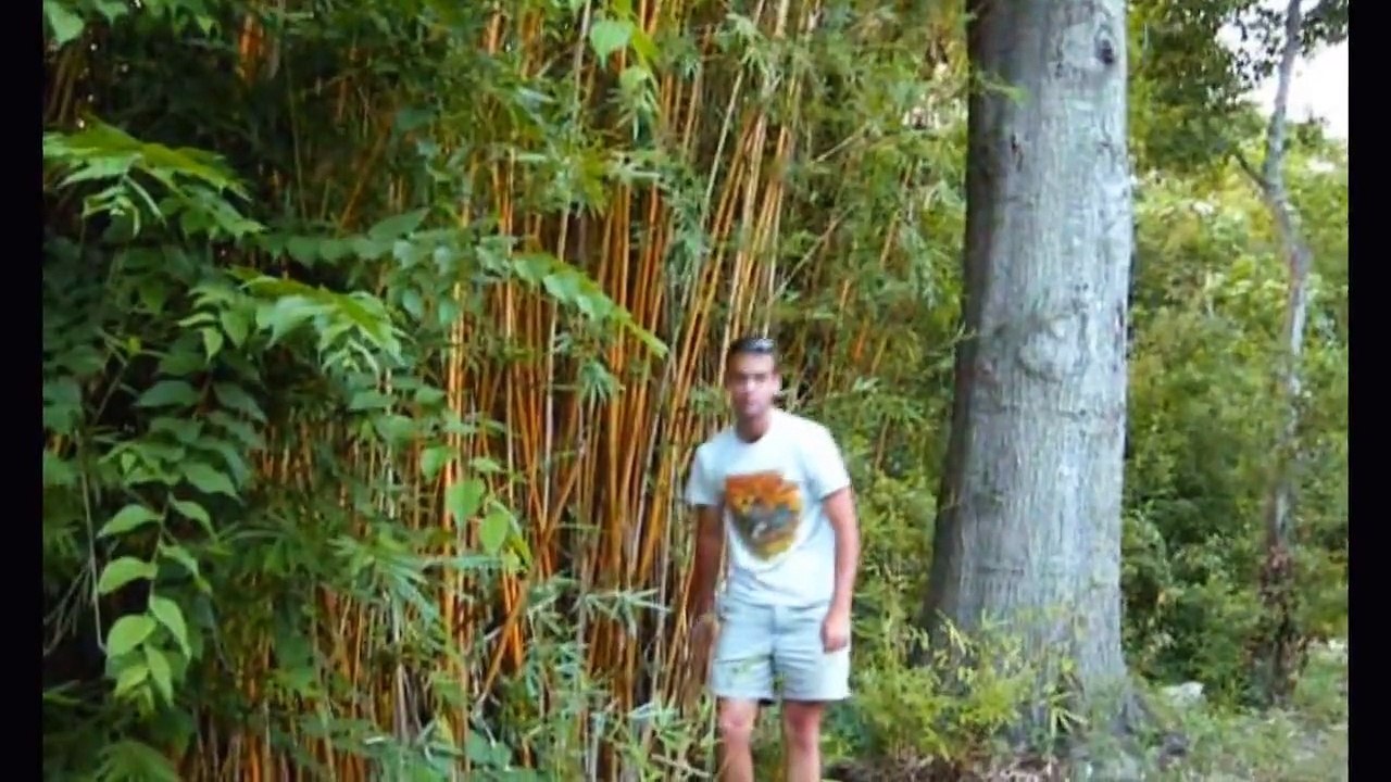 Golden Goddess Bamboo Plant - Fast Growing Privacy Barrier Protection