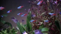 Aquarium - Tetra Fish