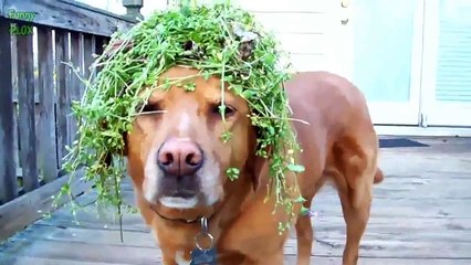Funny Cats and Dogs Wearing Wigs Compilation 2014
