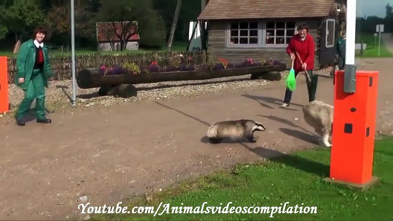 Animal Attacks Compilation 2015 HD  #9