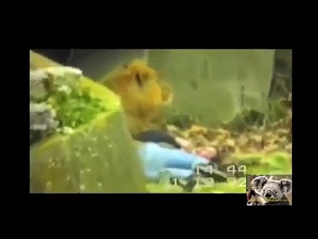 Wild animals - Animals attack humans animals attacking people deadly animal attacks compilation