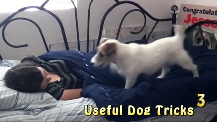 ギネスに載った世界一賢い犬。犬