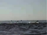 jumping manta rays