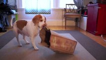 Dog vs. Shaking Bag: Funny Dog Maymo