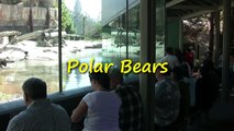 Polar Bears at the San Diego Zoo (in HD)