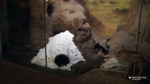 Meerkats in their indoor snow igloo at the Saint Louis Zoo