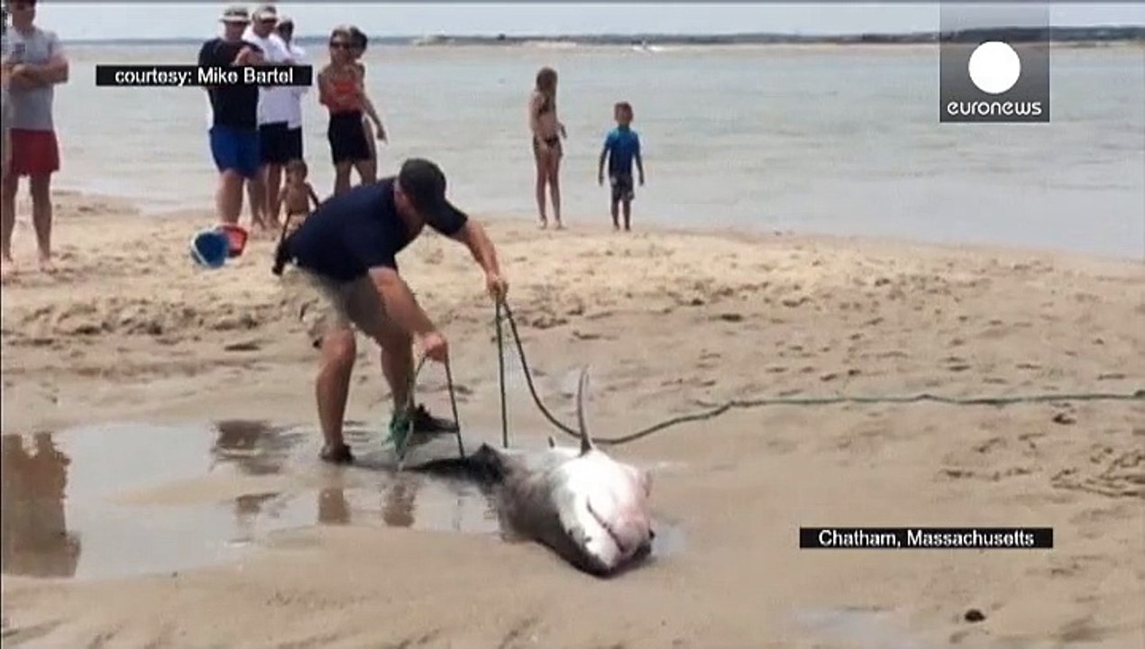 Stranded white shark is rescued by activists