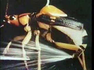 Bombardier Beetle *An Interesting Creature*