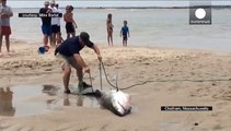 Ils volent au secours d'un requin blanc échoué sur la plage