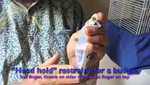 Birds Budgies How To Give Drops By Mouth