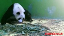 Giant Panda Twins Birth ☆ Animals Giving Birth