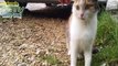Cute Cat Asks To be Petted   Cute and Funny Animal Pets Funny Animals Baby Dog