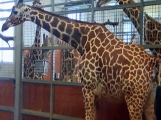 WATCH LIVE: Giraffe to give birth at Dallas Zoo