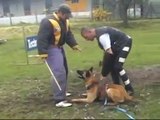 Cesar LPN-Malinois-K9-Police Dogs-NVBK - french ring-mondio ring -