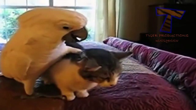 gatos y perros vs loros compilación animal divertido y lindo