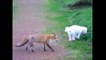 Animal Videos | Fox Documentaries | Foxes Video | Red Fox Videos | Arctic Fox | Nature Documentary