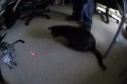 Cat Laser Pointer _ Funny Cat Videos