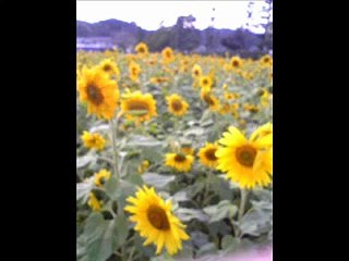 Anywhere Is  (Enya cover)