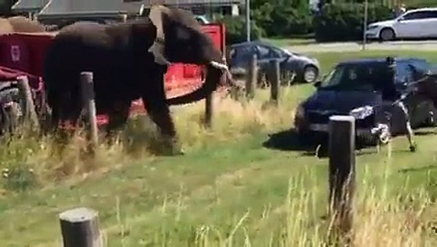 Des éléphants de cirque se rebellent contre leurs bourreaux.