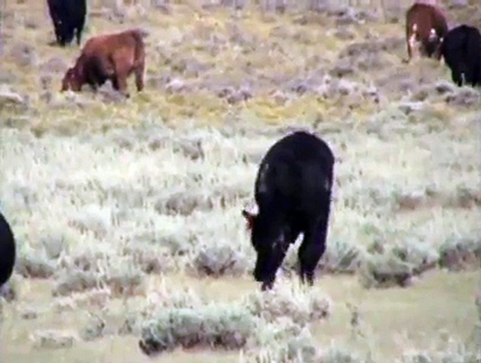KILL A COW! Save a Prairie Dog...