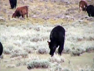 KILL A COW! Save a Prairie Dog...