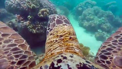 Embarquez avec la tortue GoPro en plein coeur de la Grande Barrière de corail ! Un moment tout simplement magique...