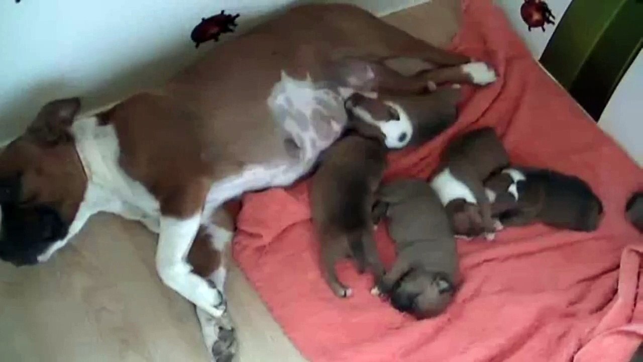 12ème vidéo des  chiots staffies de la 21ème portée de Staffordland