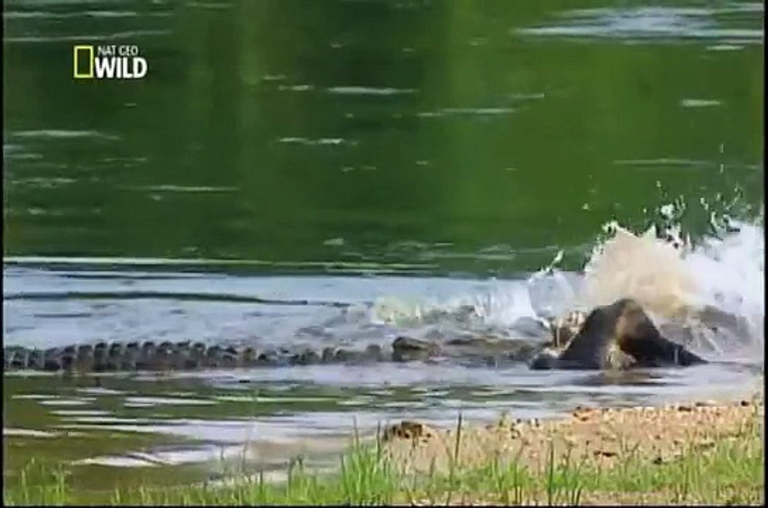 Ataque Animal - Crocodilo - Epi-04 (Completo e Dublado) // NatGeo Wild