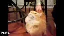 FUNNY CAT VIDEOS PART 6 Compilation _ Funny Cat Videos 2015-copypasteads.com