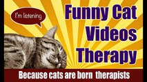 Funny Cat Videos Therapy 2_ Cat Wears Bread On Face And Other Funny Cat Videos-copypasteads.com