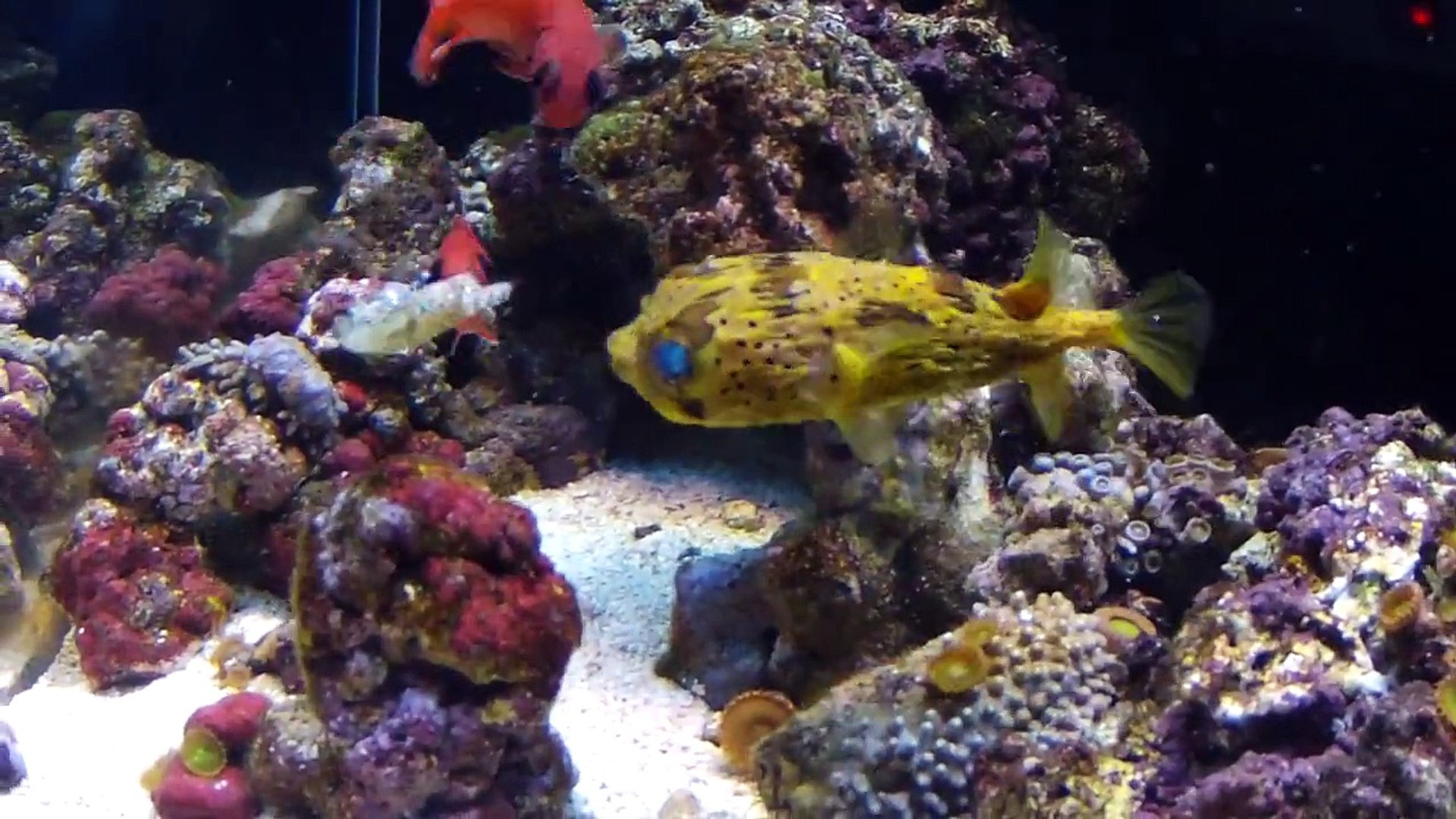 Aquarium Porcupine Pufferfish feeding on live Shrimp