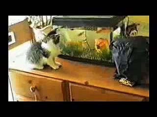 Funny cat videos Compilation _ Funny Cat Videos 2015-copypasteads.com