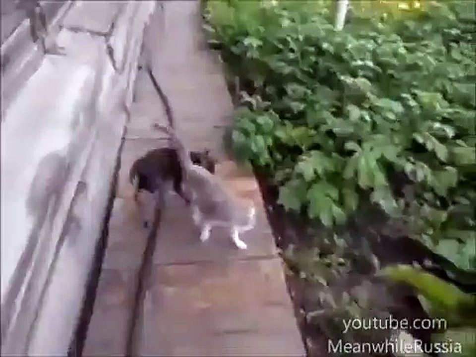 Un chat se fait transporter par un chihuahua