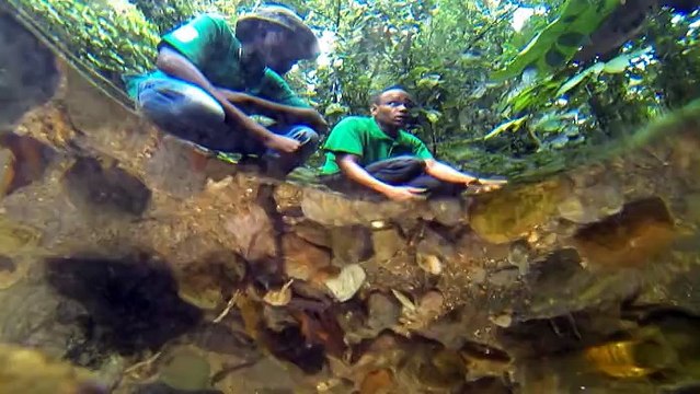 Guadeloupe, sur la route du corail - Actions sur les activités agricoles pour la qualité de l'eau des bassins versants